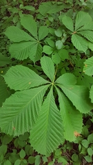 Aesculus hippocastanum