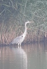 Ardea cinerea
