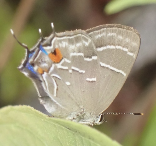 Apuecla upupa