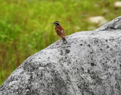 Emberiza cioides