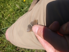 Coenonympha haydenii