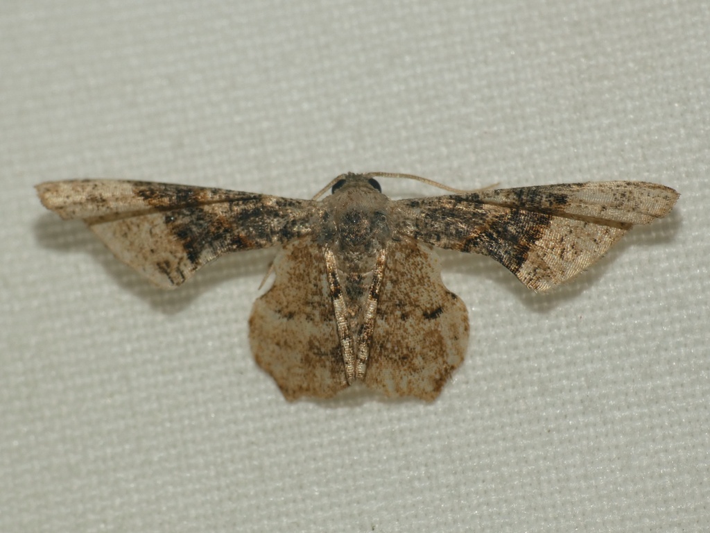 Monobolodes subfalcata