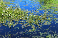Sagittaria natans