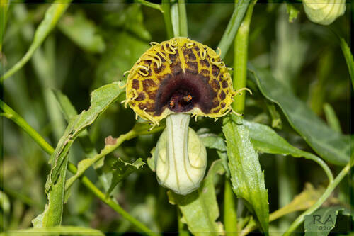 Aristolochia fimbriata