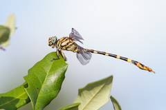 Phyllogomphoides stigmatus