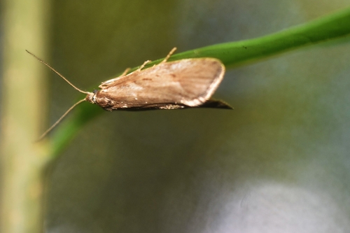 Diurnea lipsiella