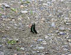 Graphium sarpedon nipponum
