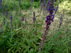 Salvia deserta