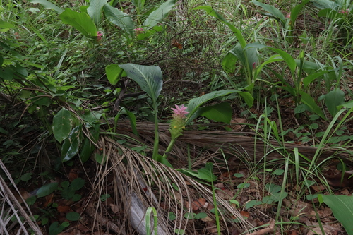 Image of Curcuma australasica by (c) Thomas Mesaglio, some rights reserved (CC BY)