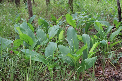 Image of Curcuma australasica by (c) Thomas Mesaglio, some rights reserved (CC BY)