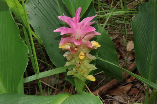 Image of Curcuma australasica by (c) Thomas Mesaglio, some rights reserved (CC BY)