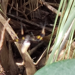 Trichonephila clavipes image