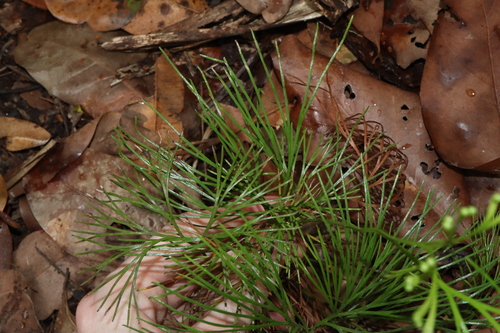 Image of Schizaea dichotoma by (c) Thomas Mesaglio, some rights reserved (CC BY)