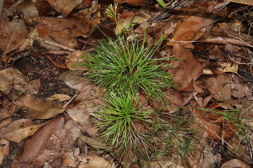 Image of Schizaea dichotoma by (c) Thomas Mesaglio, some rights reserved (CC BY)