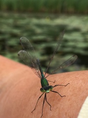 Lestes dryas