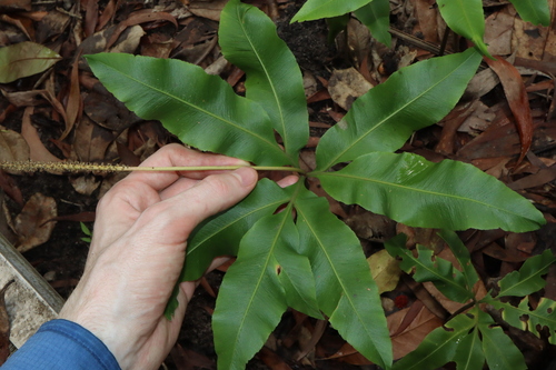 Image of Helminthostachys zeylanica by (c) Thomas Mesaglio, some rights reserved (CC BY)