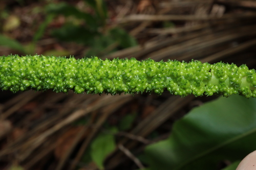 Image of Helminthostachys zeylanica by (c) Thomas Mesaglio, some rights reserved (CC BY)