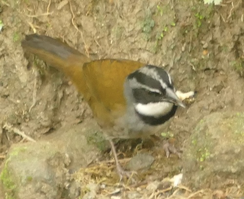 Sierra Nevada Brushfinch (Arremon basilicus), photo 10