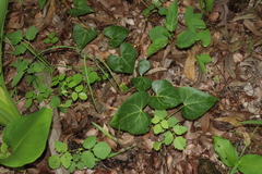 Tinospora smilacina, photograph Thomas Mesaglio, CC BY, iNaturalist via GBIF