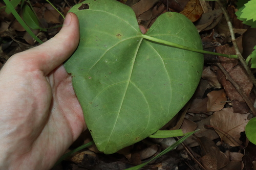 Image of Tinospora smilacina by (c) Thomas Mesaglio, some rights reserved (CC BY)