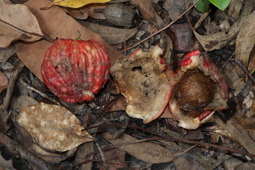 Image of Syzygium suborbiculare by (c) Thomas Mesaglio, some rights reserved (CC BY)
