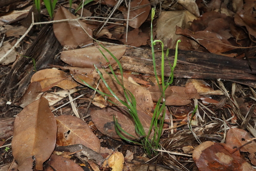 Actinostachys digitata (Actinostachys digitata)