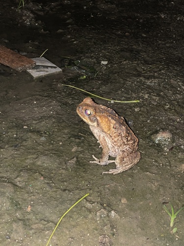 Cane Toad