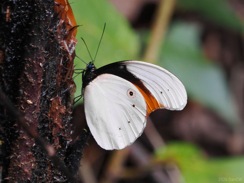 Taenaris schoenbergi