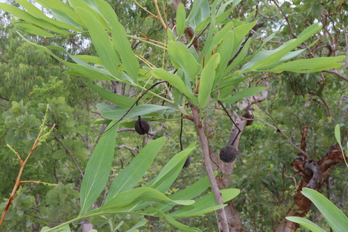 Image of Grevillea decurrens by (c) Thomas Mesaglio, some rights reserved (CC BY)