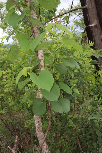 Cissus adnata observed 2024-12-07