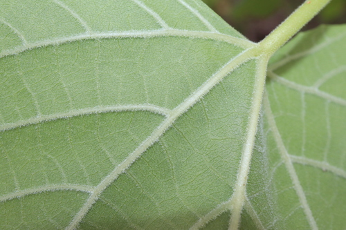Image of Cissus adnata by (c) Thomas Mesaglio, some rights reserved (CC BY)