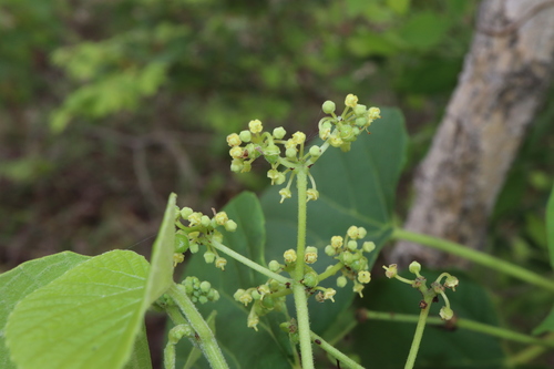 Image of Cissus adnata by (c) Thomas Mesaglio, some rights reserved (CC BY)
