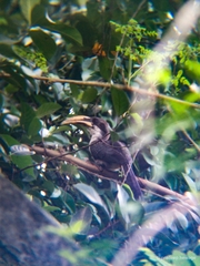 Ocyceros gingalensis