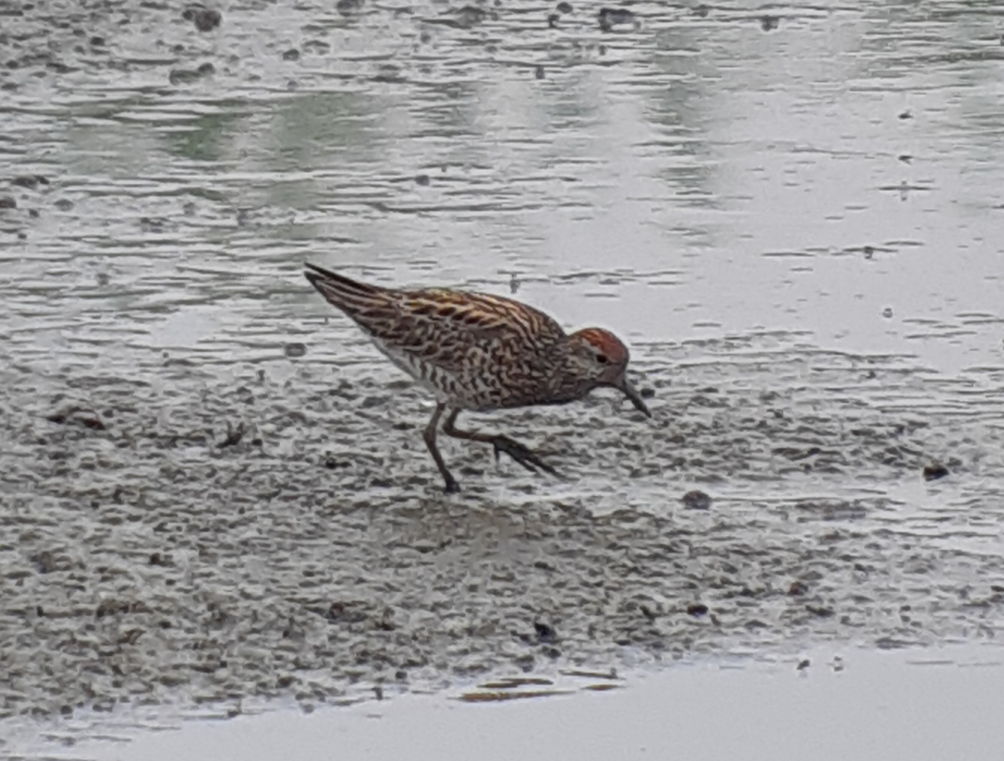 Sharp-tailed Sandpiper