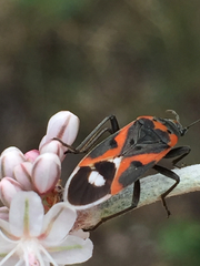 Lygaeus kalmii kalmii