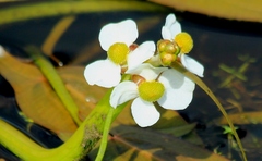 Sagittaria natans