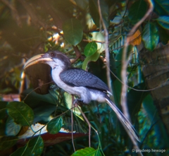 Ocyceros gingalensis