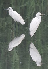 Egretta garzetta