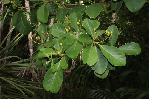 Vavaea (Vavaea amicorum)