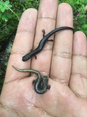 Pseudoeurycea leprosa