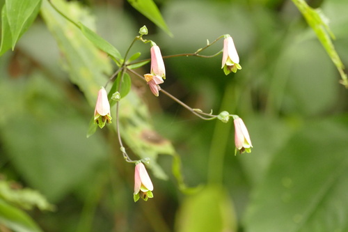 salsilla