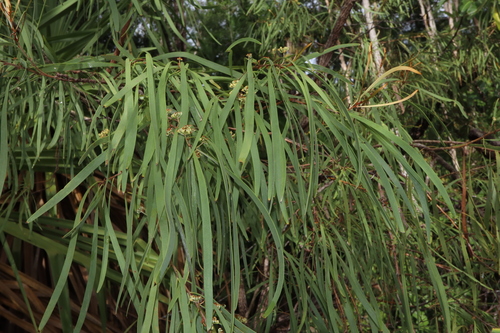 Image of Hakea arborescens by (c) Thomas Mesaglio, some rights reserved (CC BY)