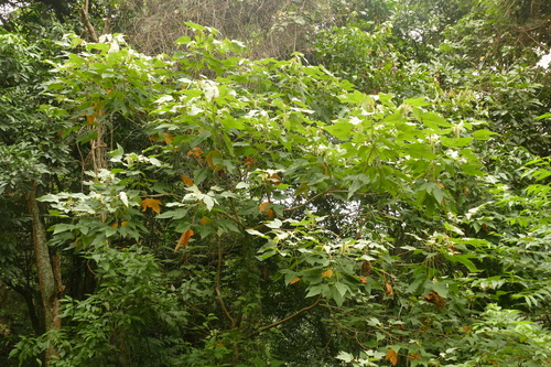 Croton smithianus, photograph 6
