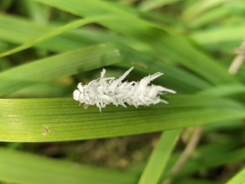 Eriocampa kurumivora