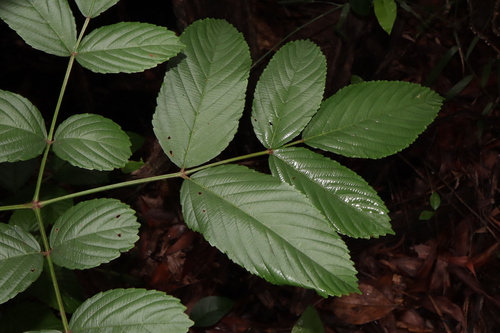 Image of Leea rubra by (c) Thomas Mesaglio, some rights reserved (CC BY)