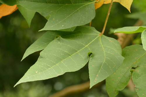 Croton smithianus, photograph 5
