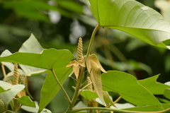 Croton smithianus, photograph author not stated, no rights reserved