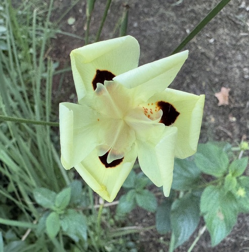 Dietes bicolor