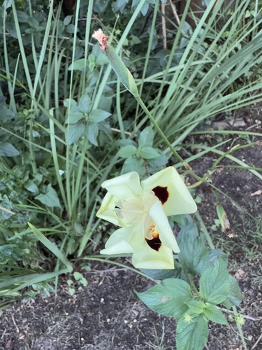 Dietes bicolor