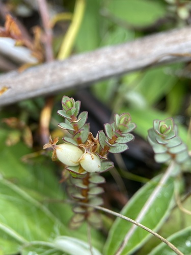 Pimelea prostrata observed 2024-12-16